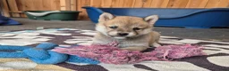 Kruising honden te koop: Shiba inu pups 8 weken (kwart pomeriaan) - Advertentie 21