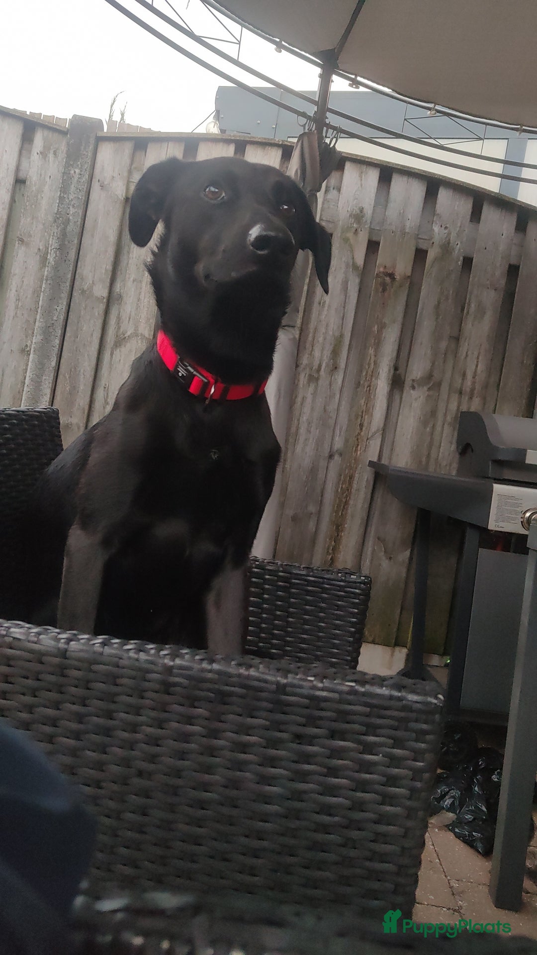 Kruising honden te koop: kruising labrador hazewind zoekt forever home  - Afbeelding 8