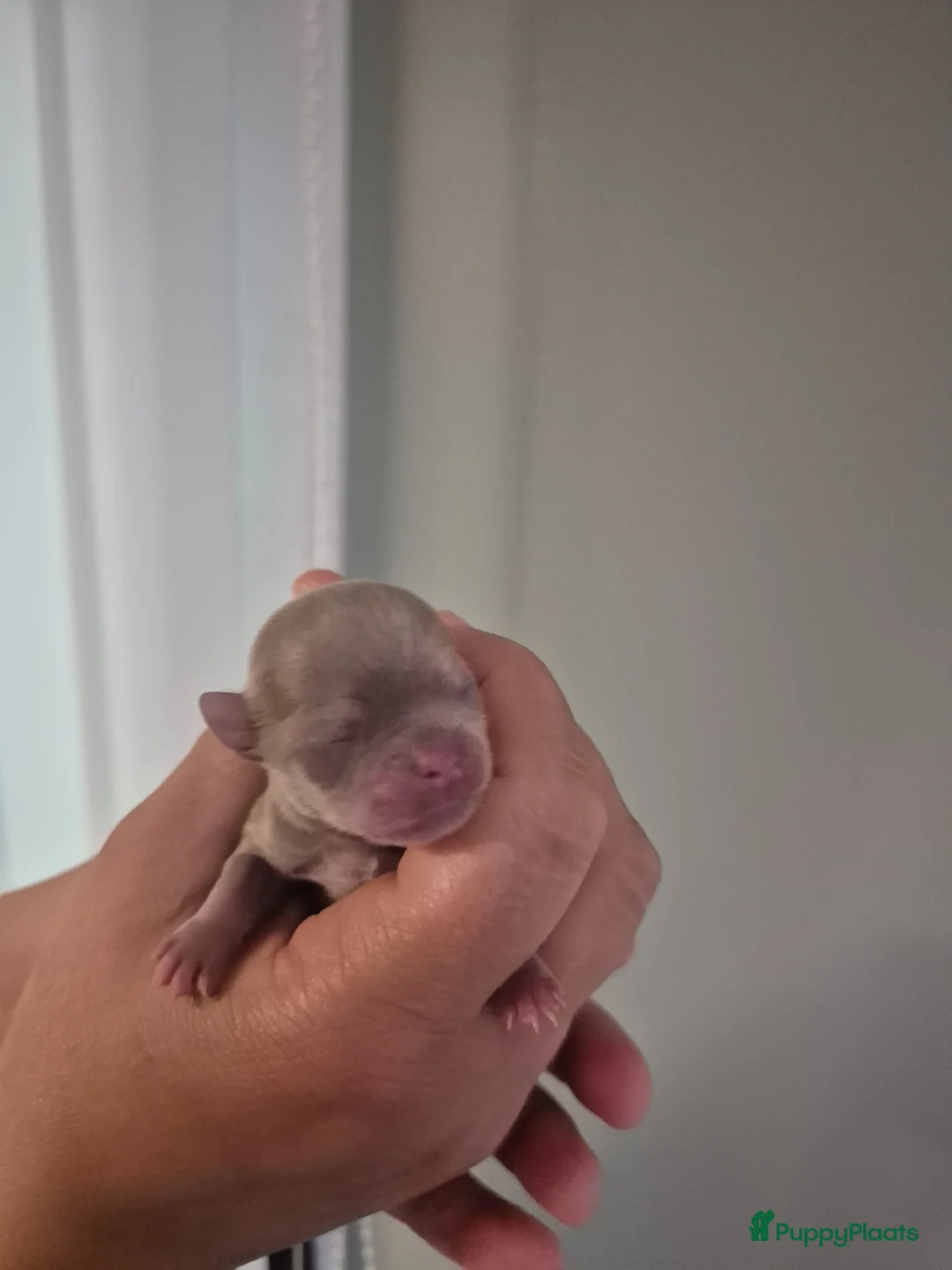 Chihuahua honden te koop: Mooie Chihuahua pups - Advertentie 23