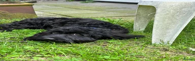 Kruising Puppy 1