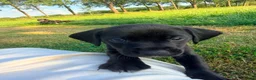 Kruising honden te koop: Mooie en lieve kruising gezinshonden (pups) in Weerselo - Advertentie 16