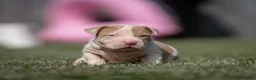 Amerikaanse Bully honden ter dekking: American Bully XL Dekreu  - Advertentie 15