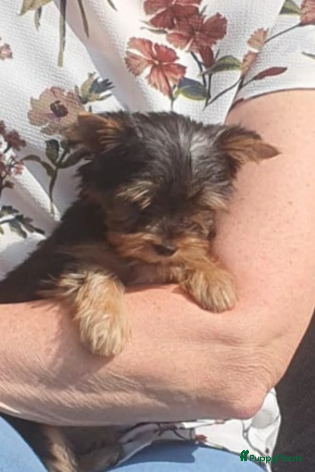 Biewer Terrier honden te koop: Biewer Terriër pups in Lievelde - Advertentie 7