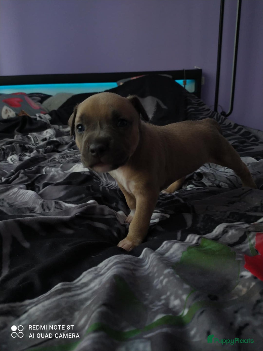 American Staffordshire Terriër honden te koop: American Staffordshire Terrier  - Afbeelding 4