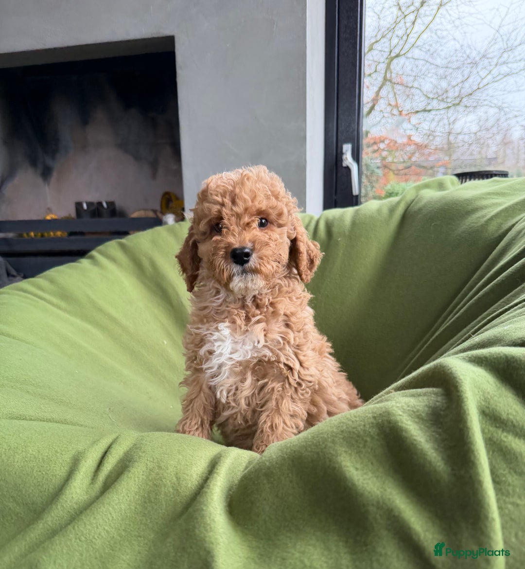 Labradoodle honden te koop: Mini Doodle (Dwergpoedel x Labradoodle) pups - Advertentie 19