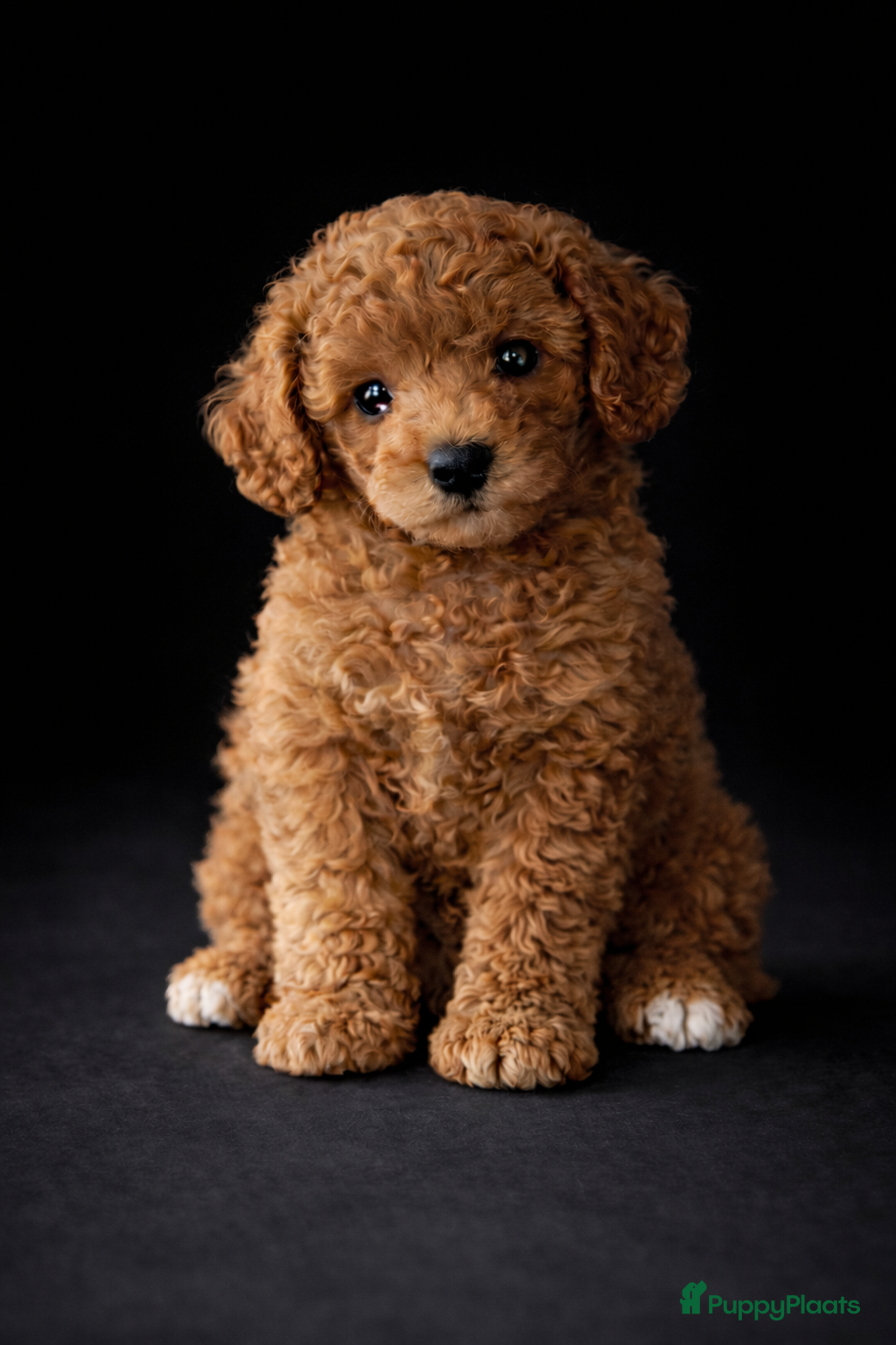 Poedel Toy honden Prachtige, gezonde, sociale toypoedel pups ️ - Advertentie 2