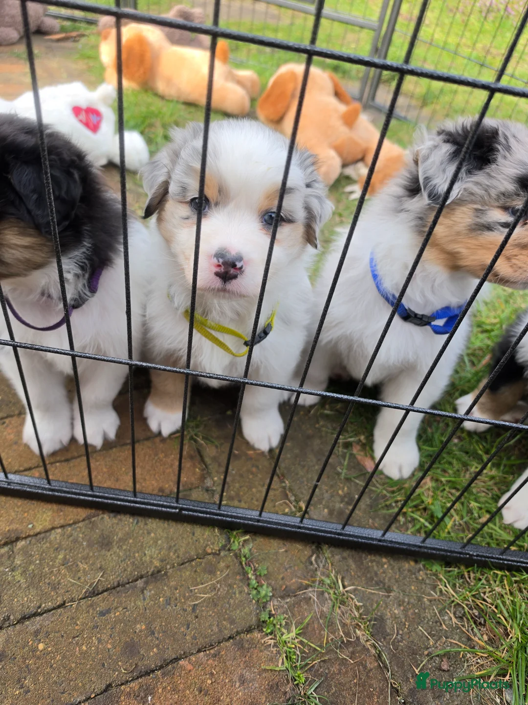 Australian Shepherd honden te koop: Aussie teefje met stamboom - Advertentie 14