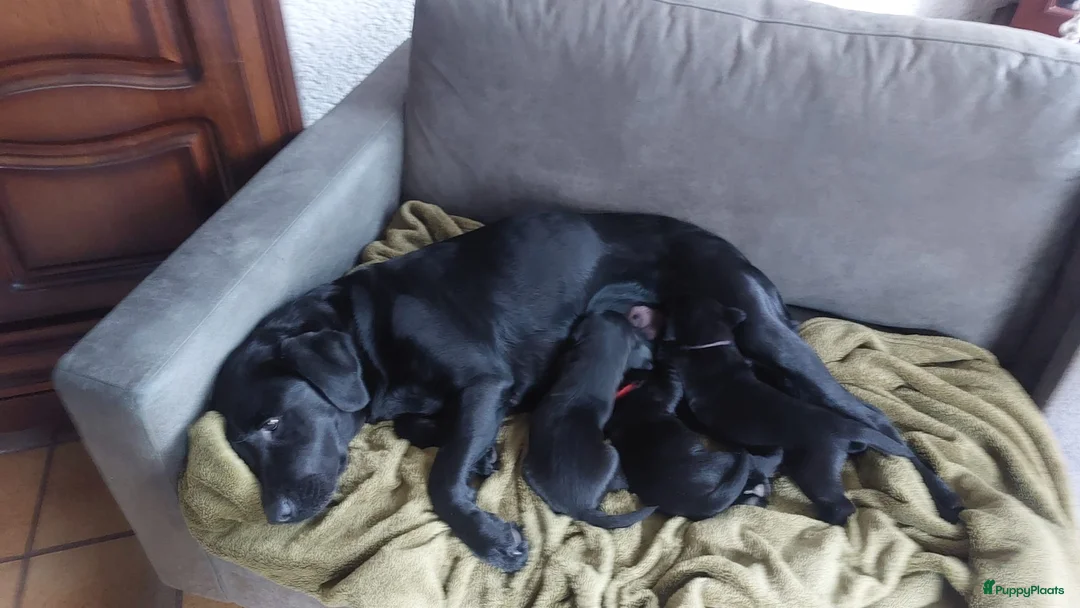 Labrador Retriever honden te koop: Prachtige zwarte labrador pups met stamboom - Advertentie 8