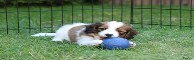 Kooikerhondje Puppy 5