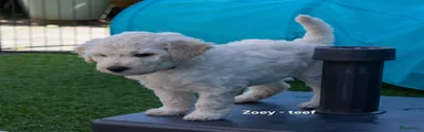 Zoey (paarse bandje)