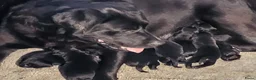 Labrador Retriever honden te koop: Prachtig nest zwarte Labrador pups - Advertentie 3