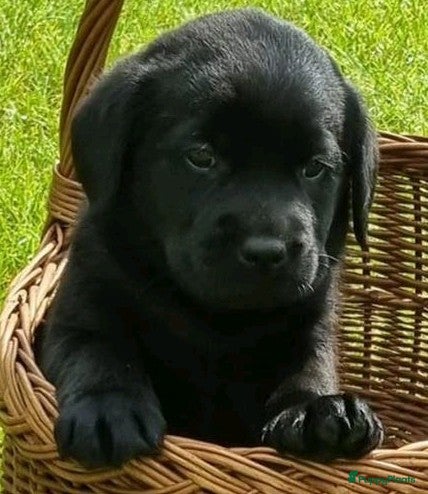 Labrador Retriever honden te koop: Schitterende zwarte labrador pups - Advertentie 1