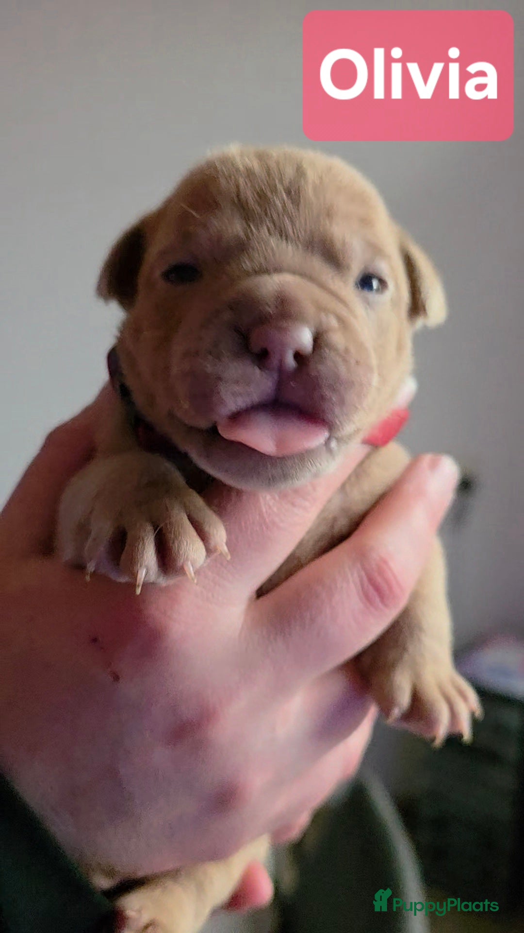 Old English Bulldog honden Old english bulldog teefje "Olivia" - Advertentie 2