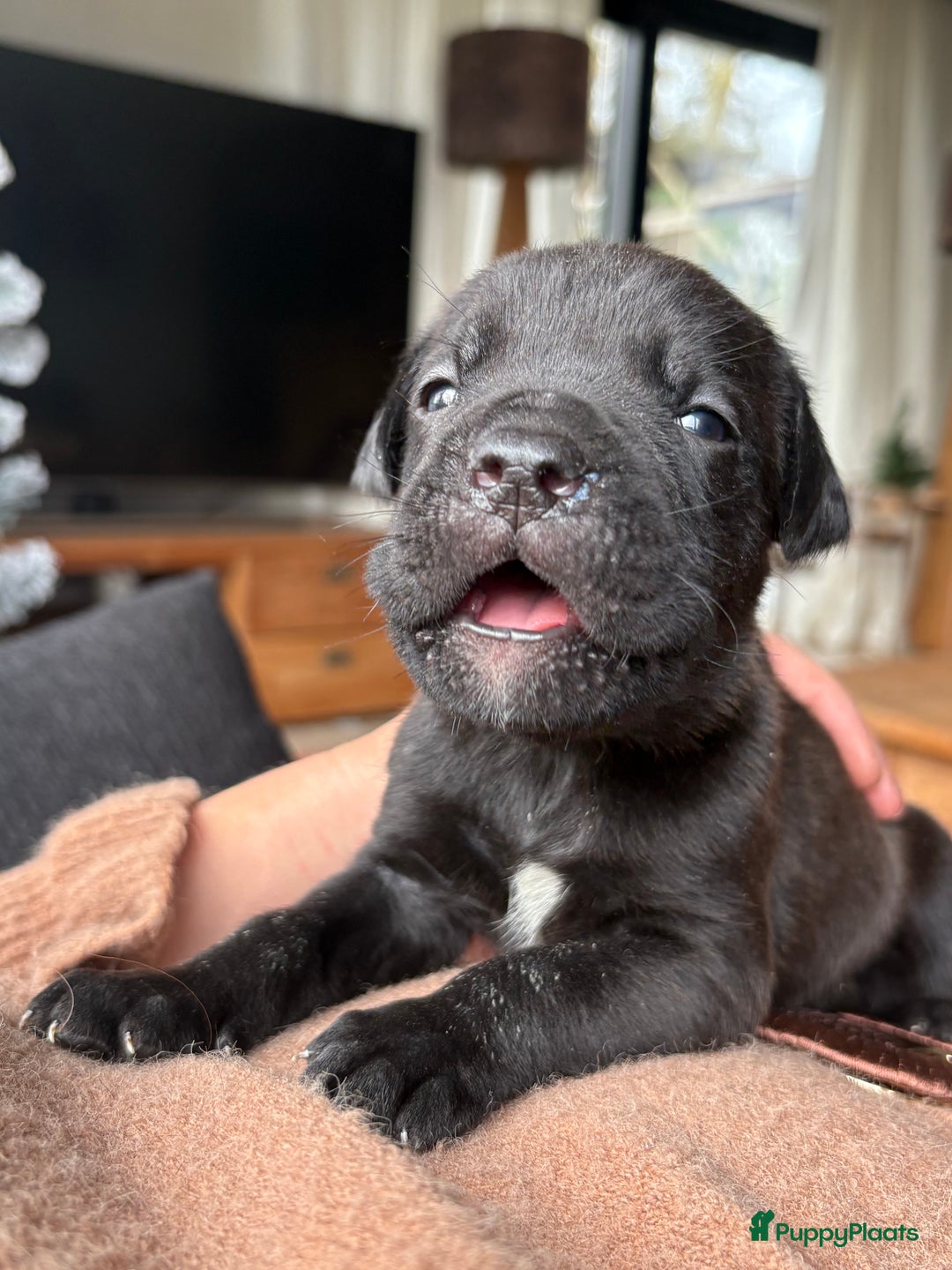 Cane Corso honden te koop: Cane corso pups - Advertentie 10