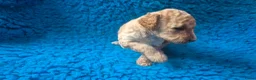 Cockapoo honden te koop: Hele mooie cockapoo pupjes - Advertentie 5