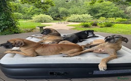 Duitse Dog honden te koop: Verwacht Duitse dog pups  - Afbeelding 5