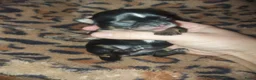 Chihuahua honden te koop: chihuahua pupjes - Advertentie 4