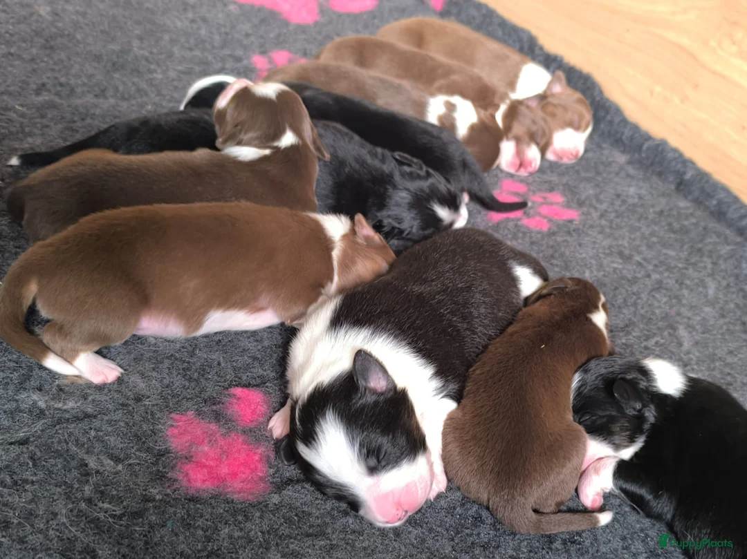 Australian Shepherd honden te koop: Australian shepherd pups  - Advertentie 1