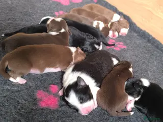 Australian Shepherd honden Australian shepherd pups - Advertentie 1