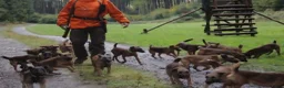 Border Terriër honden te koop: WESTFALEN TERRIER  ☆ UITVERKOCHT ☆ - Advertentie 11