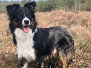 Kruising honden Mooie dekreu aangeboden Australische herder x border collie in 't Harde - Advertentie 3
