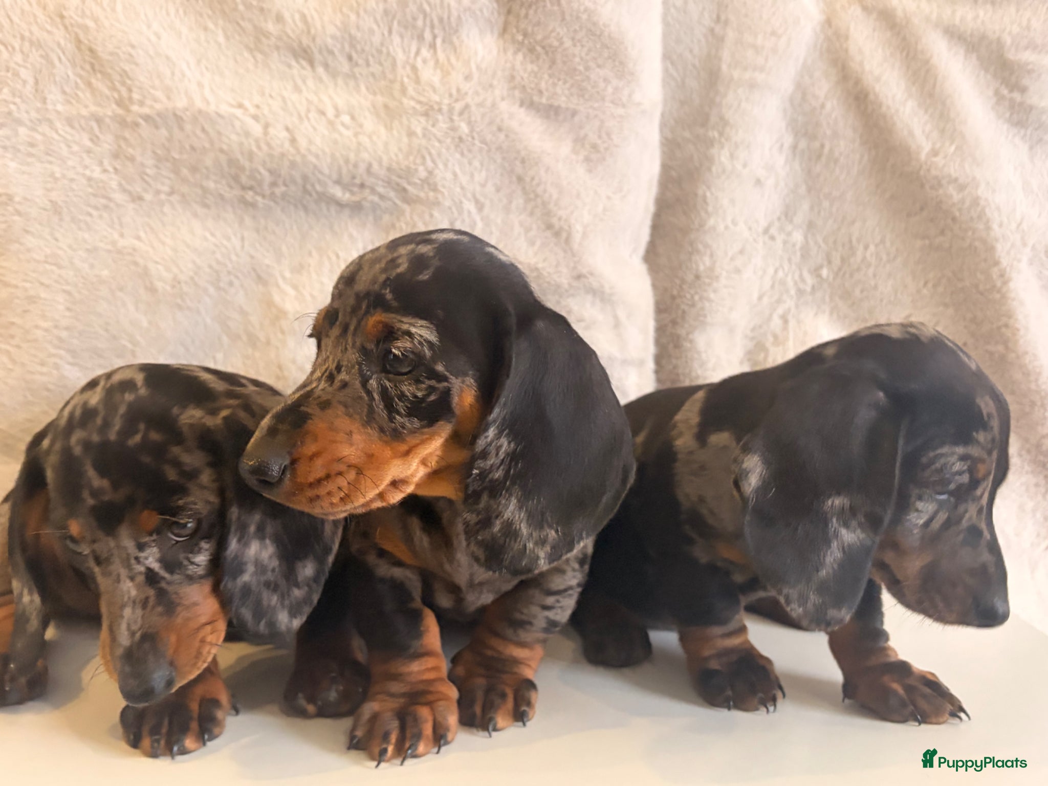 Teckel (korthaar)  honden te koop: Dwerg teckel pupjes. - Advertentie 4