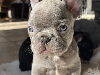 Franse Bulldog honden Franse Bulldog pups Belgie - Advertentie 7