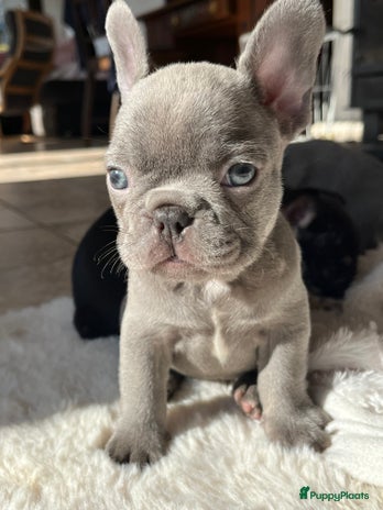 Franse Bulldog honden Franse Bulldog pups Belgie - Advertentie 3