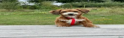 Maltipoo honden ter dekking: maltipoo sjefke  rood wit  - Advertentie 3