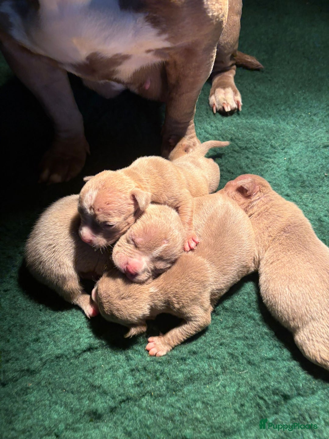 Amerikaanse Bully honden te koop: Aankondiging American Pocket Bully 🐾 - Advertentie 11