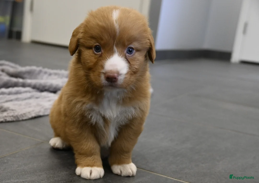Nova Scotia Duck Tolling Retriever honden te koop: Speelse Nova Scotia Duck Tolling Retriever pups  - Advertentie 32