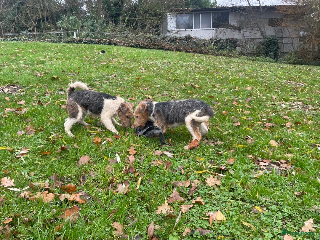 Fox Terriër Draadhaar honden te koop: ruwharige fox terrier pups - Advertentie 7