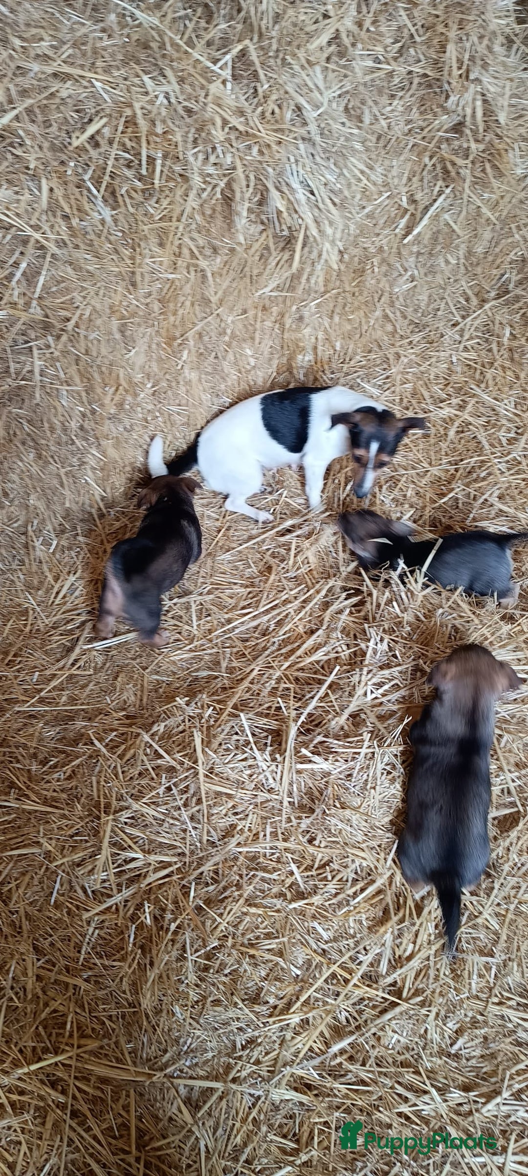 Jack Russel Terriër honden te koop: Pups: Jack Russel X Keeshond - Afbeelding 15