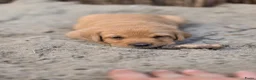 Labrador Retriever honden te koop: Super leuke labrador pups! - Advertentie 2