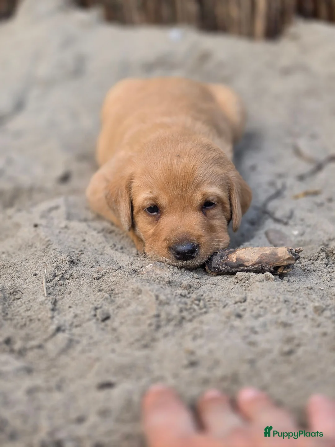 Labrador Retriever honden te koop: Super leuke labrador pups! - Advertentie 2