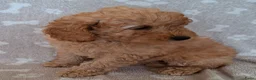 Dwergpoedel honden te koop: Super lieve dwergpoedel pup zoekt gouden mandje - Advertentie 3