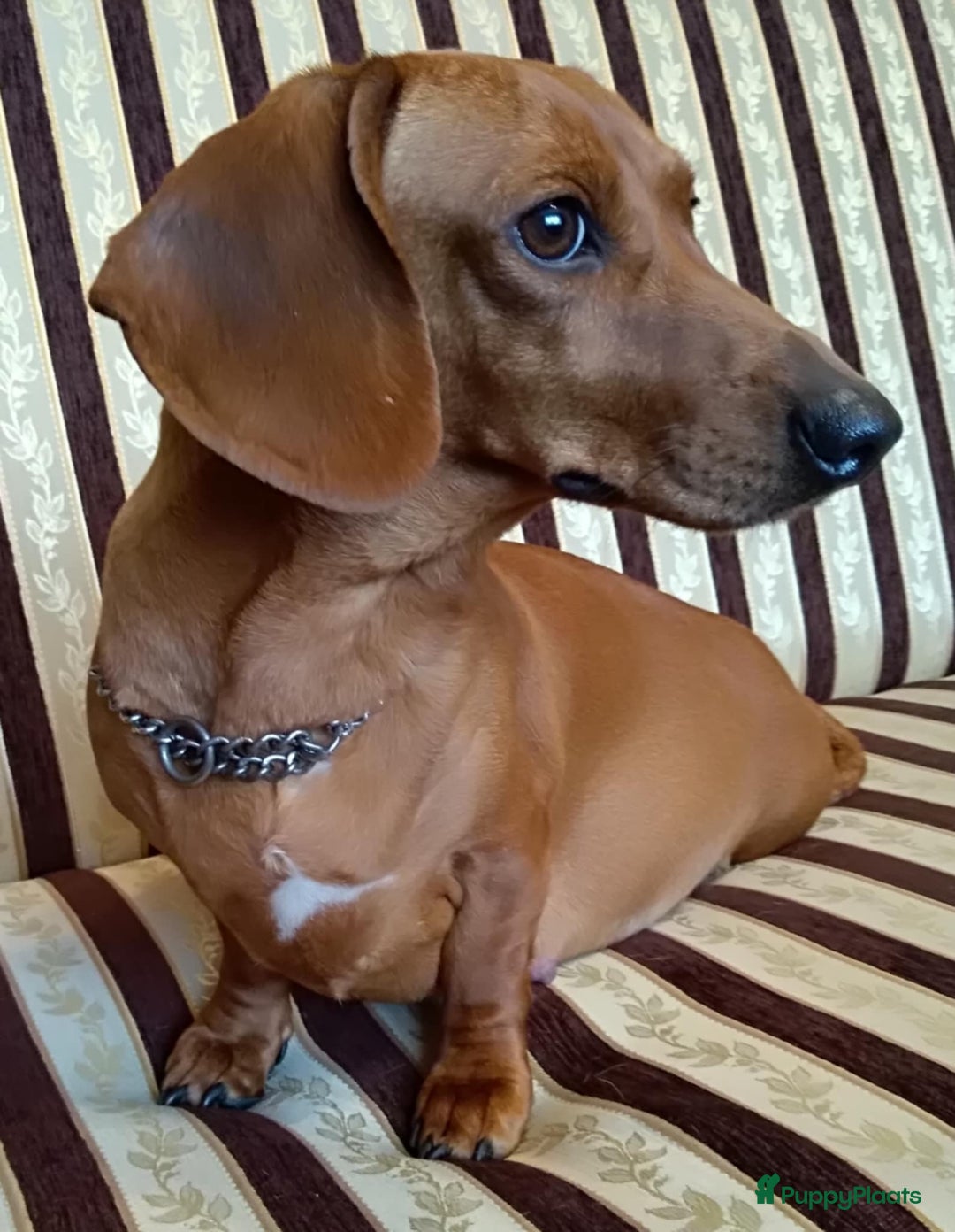 Teckel (korthaar)  honden te koop: Prachtige kortharige teckel pups reu  - Advertentie 1