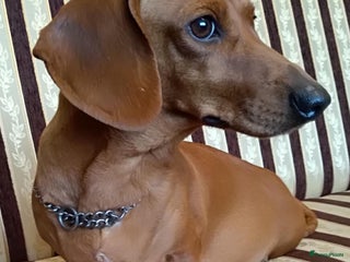 Teckel (korthaar) honden Prachtige kortharige teckel pups reu - Advertentie 6