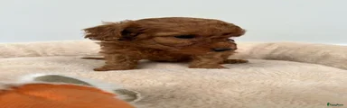 Poedel Toy 3