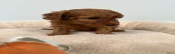 Poedel Toy honden te koop: Vrolijke rode Toy Poedel pups. - Advertentie 12