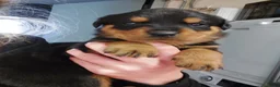 Rottweiler honden te koop: Rottweiler pup 1 teefje nog beschikbaar  - Advertentie 3