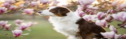 Australian Shepherd honden te koop: Aussie pups met ASCA & FCI registratie - Advertentie 1