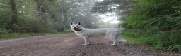 Zwitserse Witte Herdershond honden te koop: Zwitserse witte herder pups - Advertentie 11