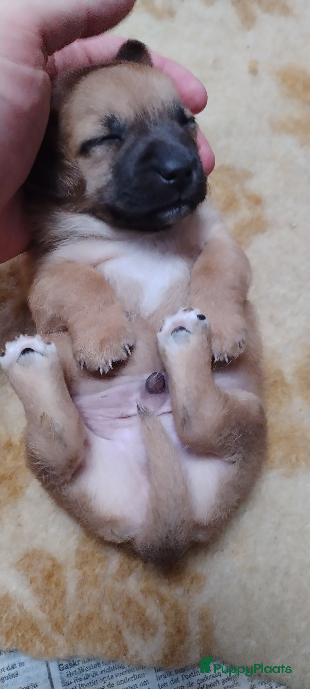 Kruising honden te koop: Jack Russell terriër kruising met pomeriaan reu in Eemnes - Afbeelding 15