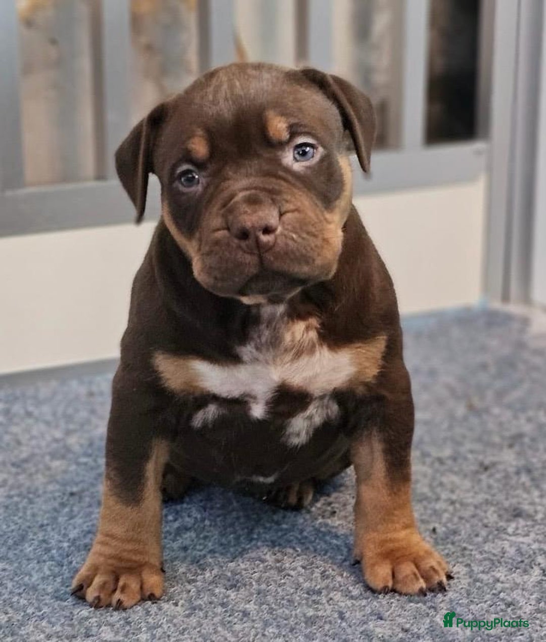 Amerikaanse Bully honden te koop: Pups Bully XL beide ouders kampioen - Advertentie 5