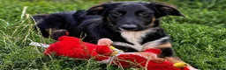 Kruising honden ter adoptie: Dexter - Advertentie 1