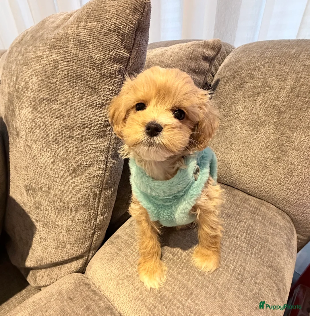 Maltipoo honden te koop: Schattige maltipoo pups thuisnestje - Advertentie 7