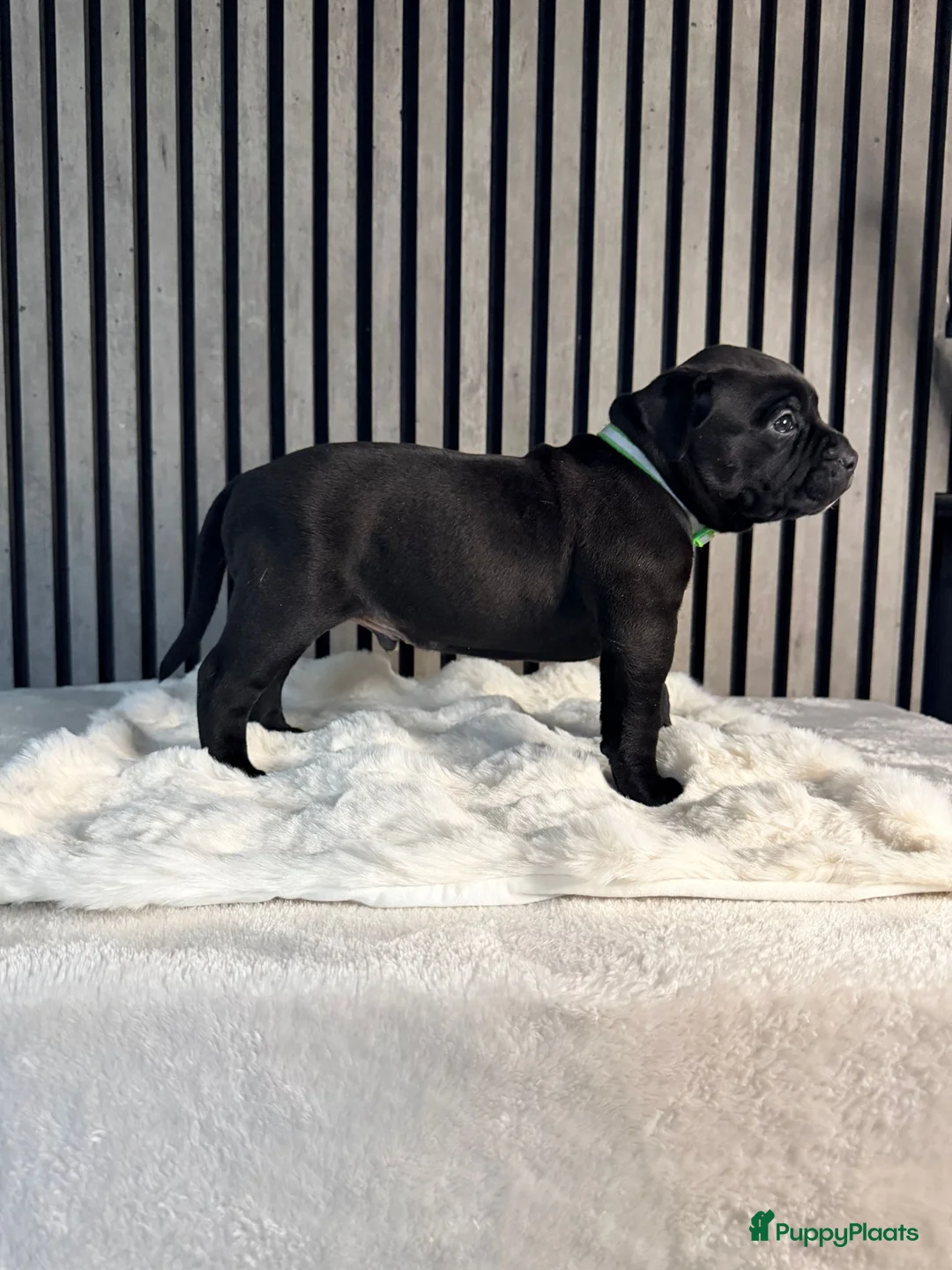 Amerikaanse Bully honden te koop: American bully xl pups  - Advertentie 6