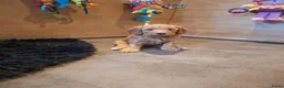Kruising honden te koop: Prachtige mini/medium Australian labradoodle pups - Advertentie 5
