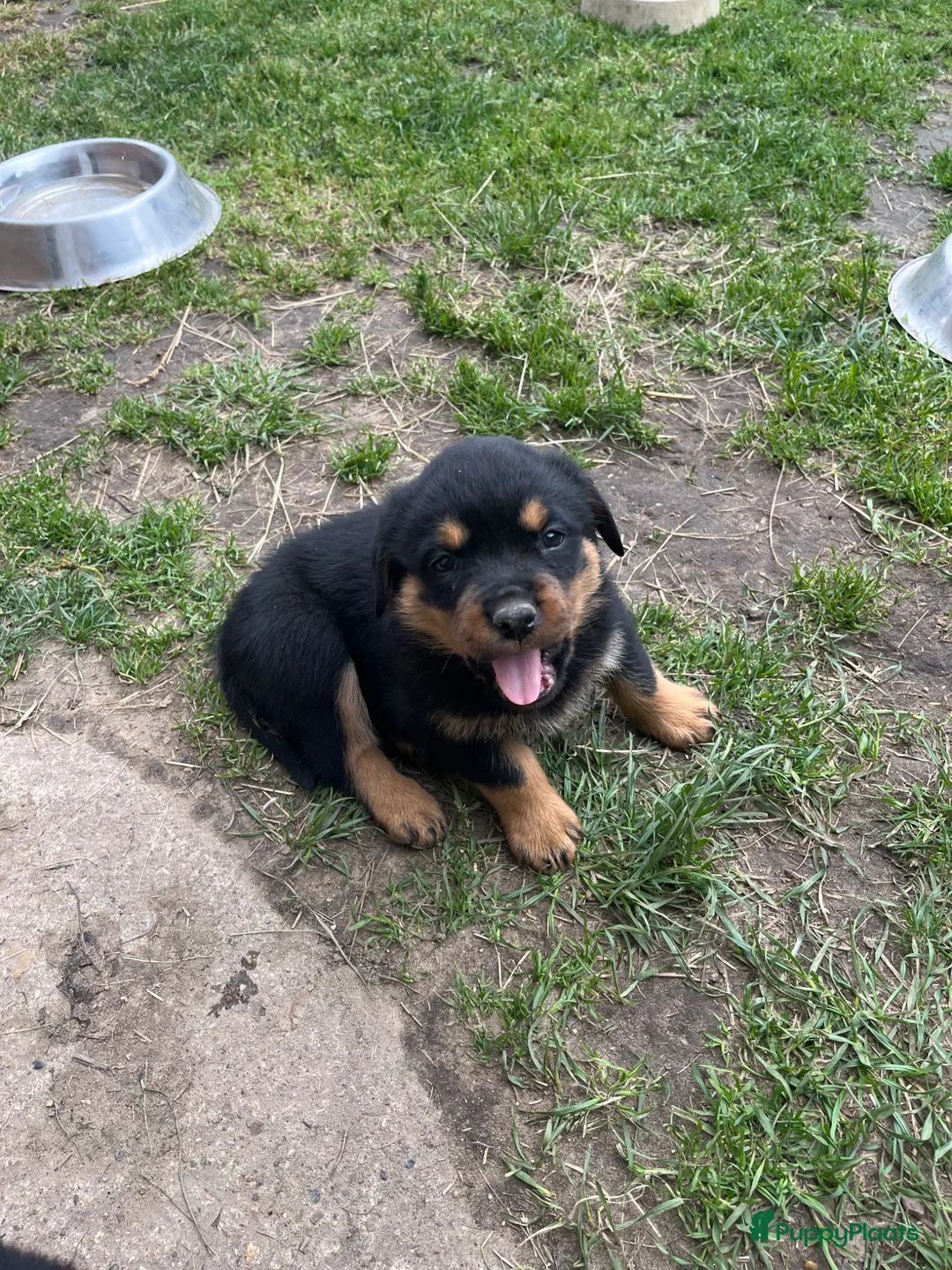 Rottweiler honden te koop: Pups rotweiler in Weert - Advertentie 8